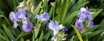 File:Flag Iris in Victorian garden Quex House Birchington Ke